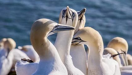 AG网址：开启值得信赖的线上娱乐新纪元